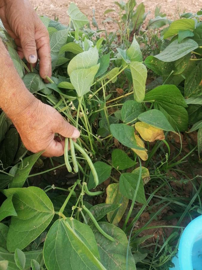 Masseria Agriturismo Il Sorriso Degli Ulivi - Dimora Di Charme Gallipoli Eksteriør billede