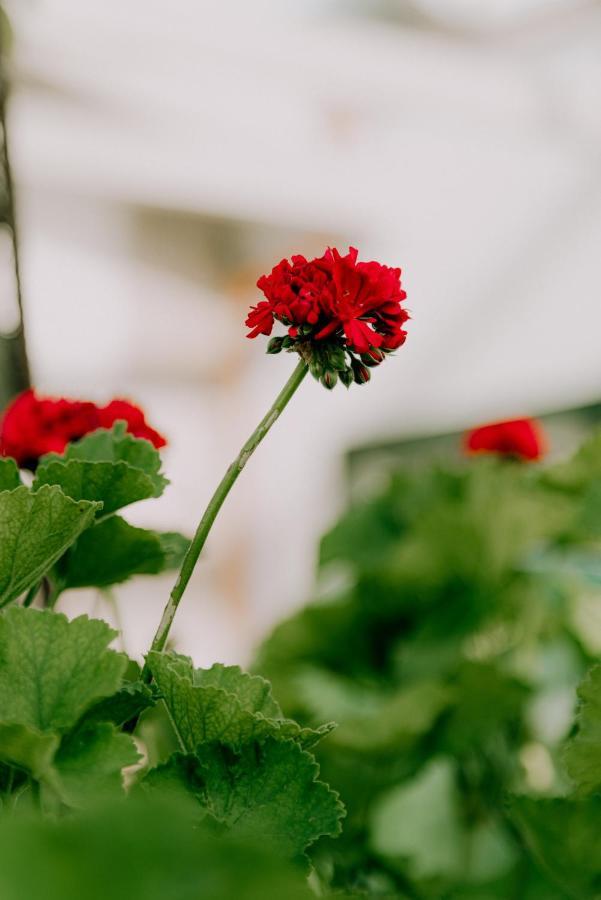 Masseria Agriturismo Il Sorriso Degli Ulivi - Dimora Di Charme Gallipoli Eksteriør billede